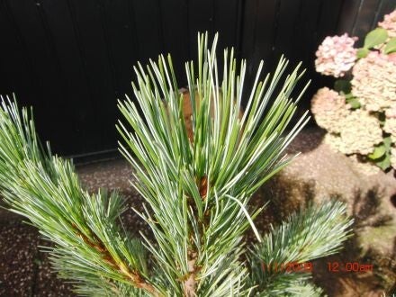 Pinus monticola – Amerikaanse witte den