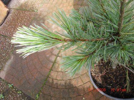 Pinus monticola – Amerikaanse witte den 