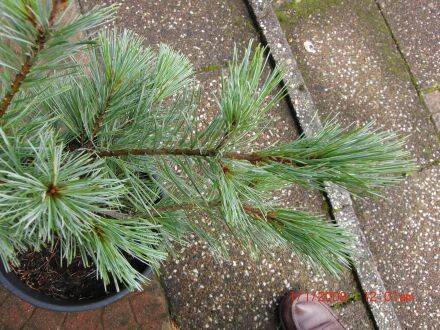 Pinus monticola – Amerikaanse witte den 