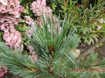 Pinus monticola – Amerikaanse witte den 