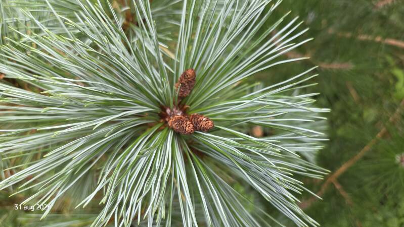 Pinus monticola – Amerikaanse witte den