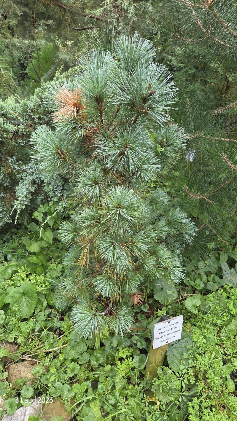 Pinus monticola – Amerikaanse witte den