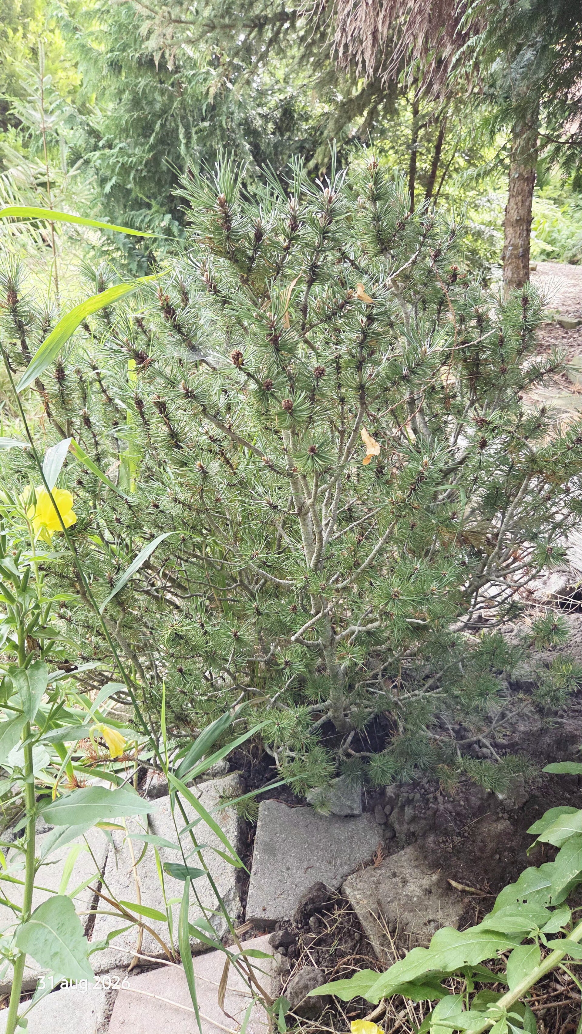 Pinus mugo – bergden