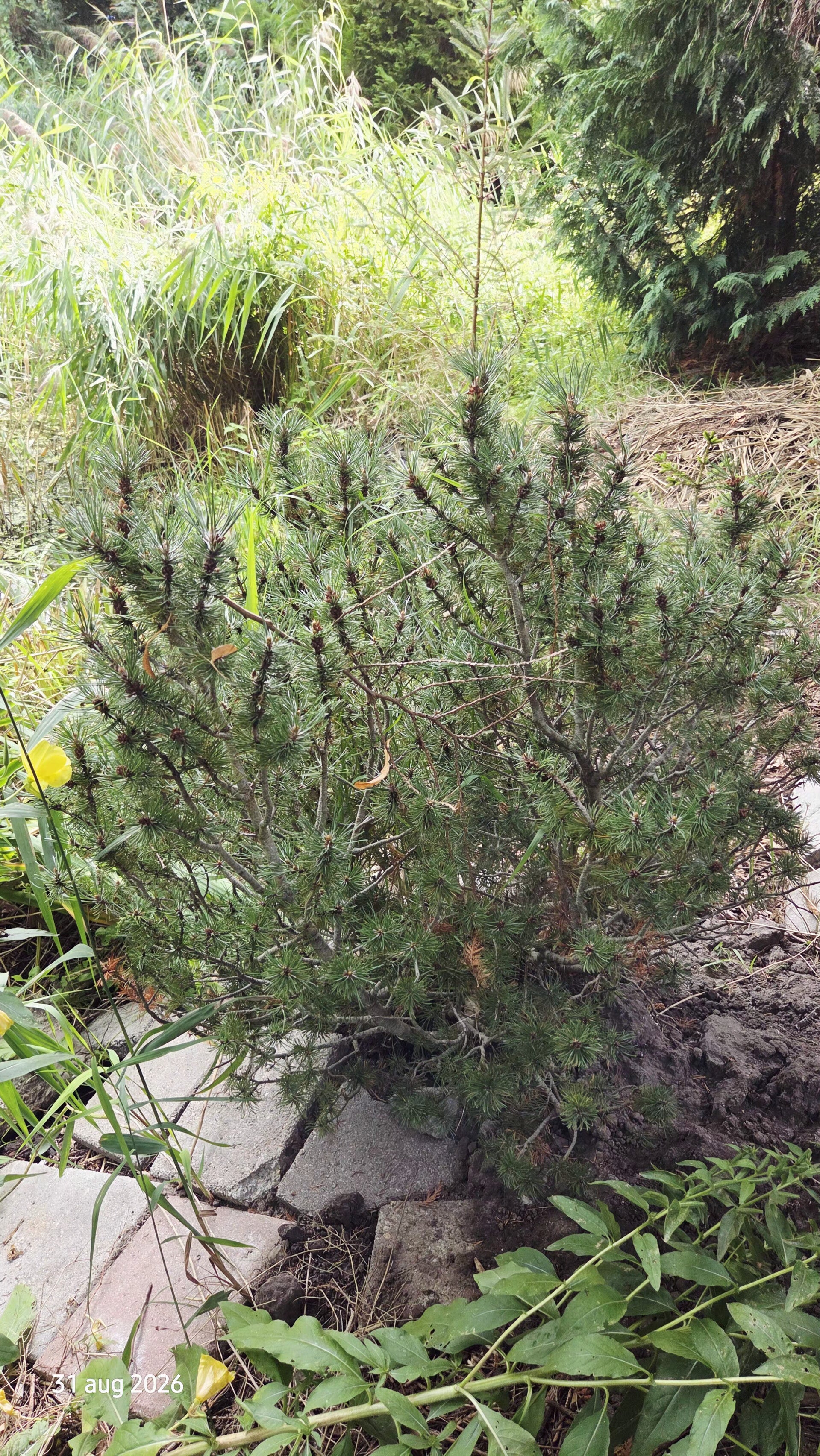 Pinus mugo – bergden