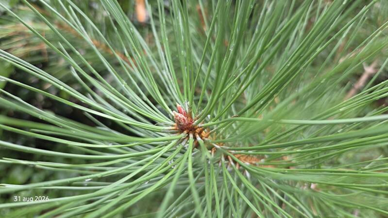 Pinus nigra - zwarte den
