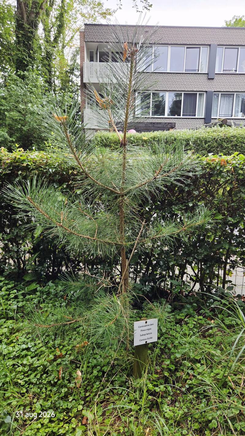 Pinus nigra - zwarte den