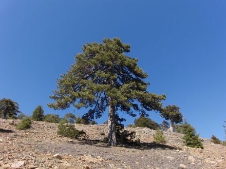 Pinus nigra subsp. pallasiana / var. caramanica