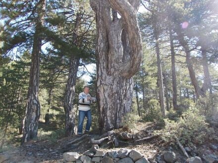 Pinus nigra - zwarte den - Wil Leber