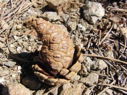Pinus nigra - zwarte den