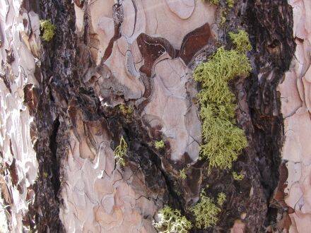 Pinus nigra - zwarte den