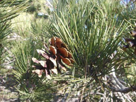 Pinus nigra - zwarte den