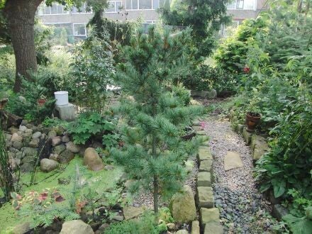 Pinus parviflora – Japanse witte den