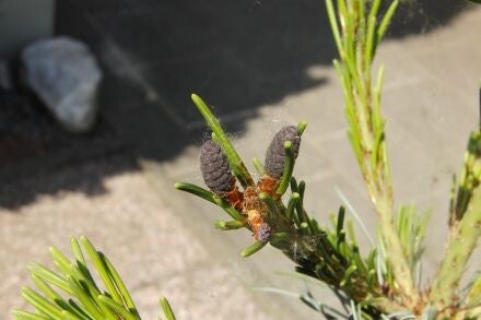 Pinus parviflora – Japanse witte den