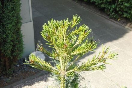 Pinus parviflora – Japanse witte den