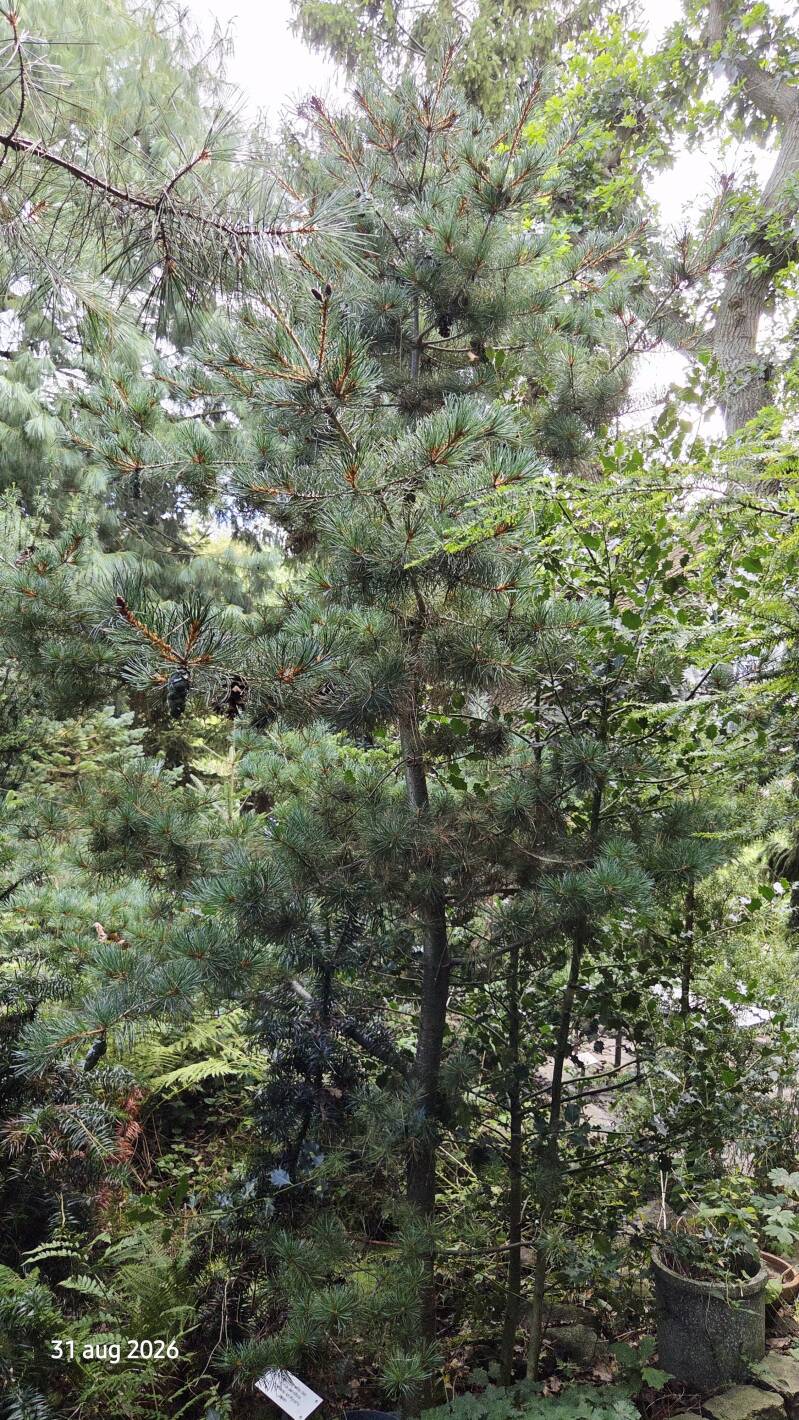 Pinus parviflora – Japanse witte den
