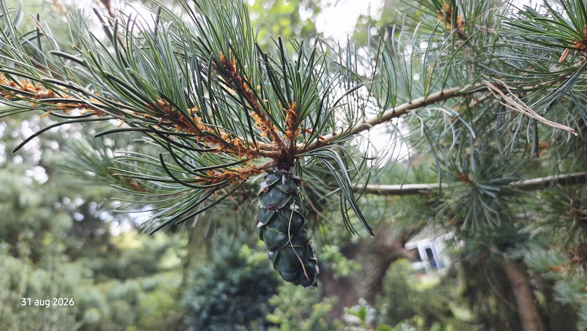 Pinus parviflora – Japanse witte den