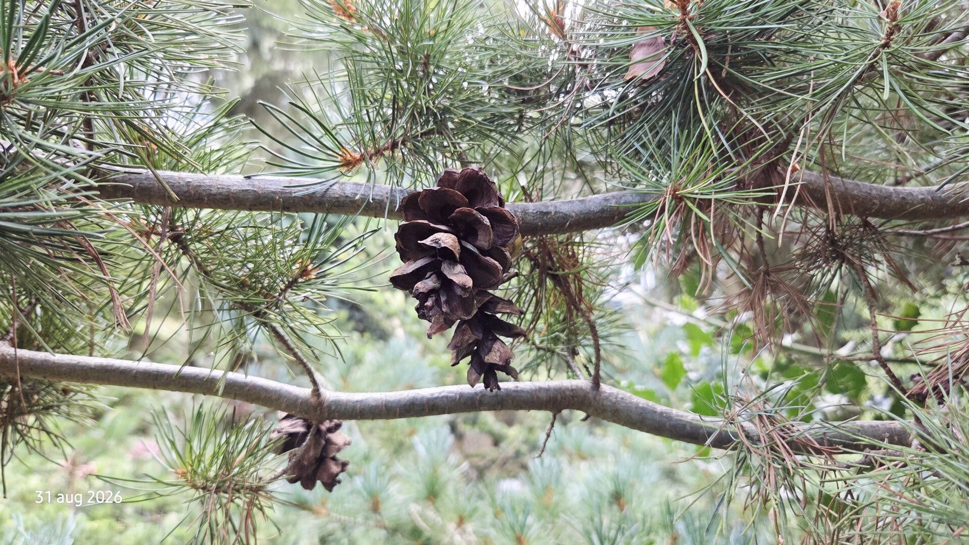 Pinus parviflora – Japanse witte den
