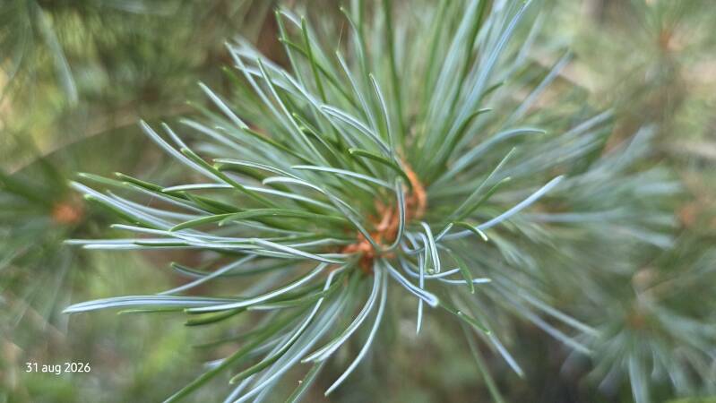 Pinus parviflora – Japanse witte den