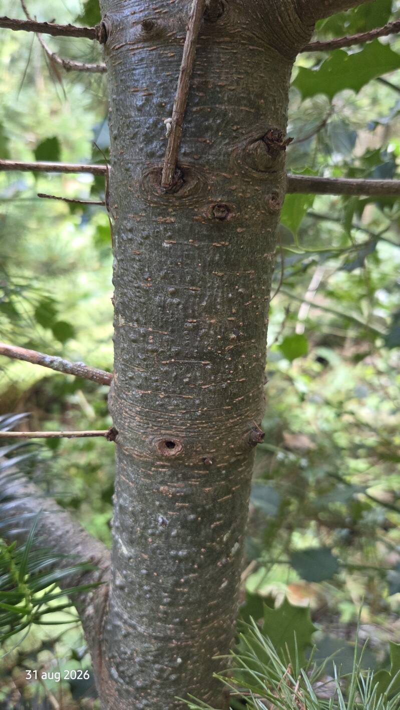 Pinus parviflora – Japanse witte den