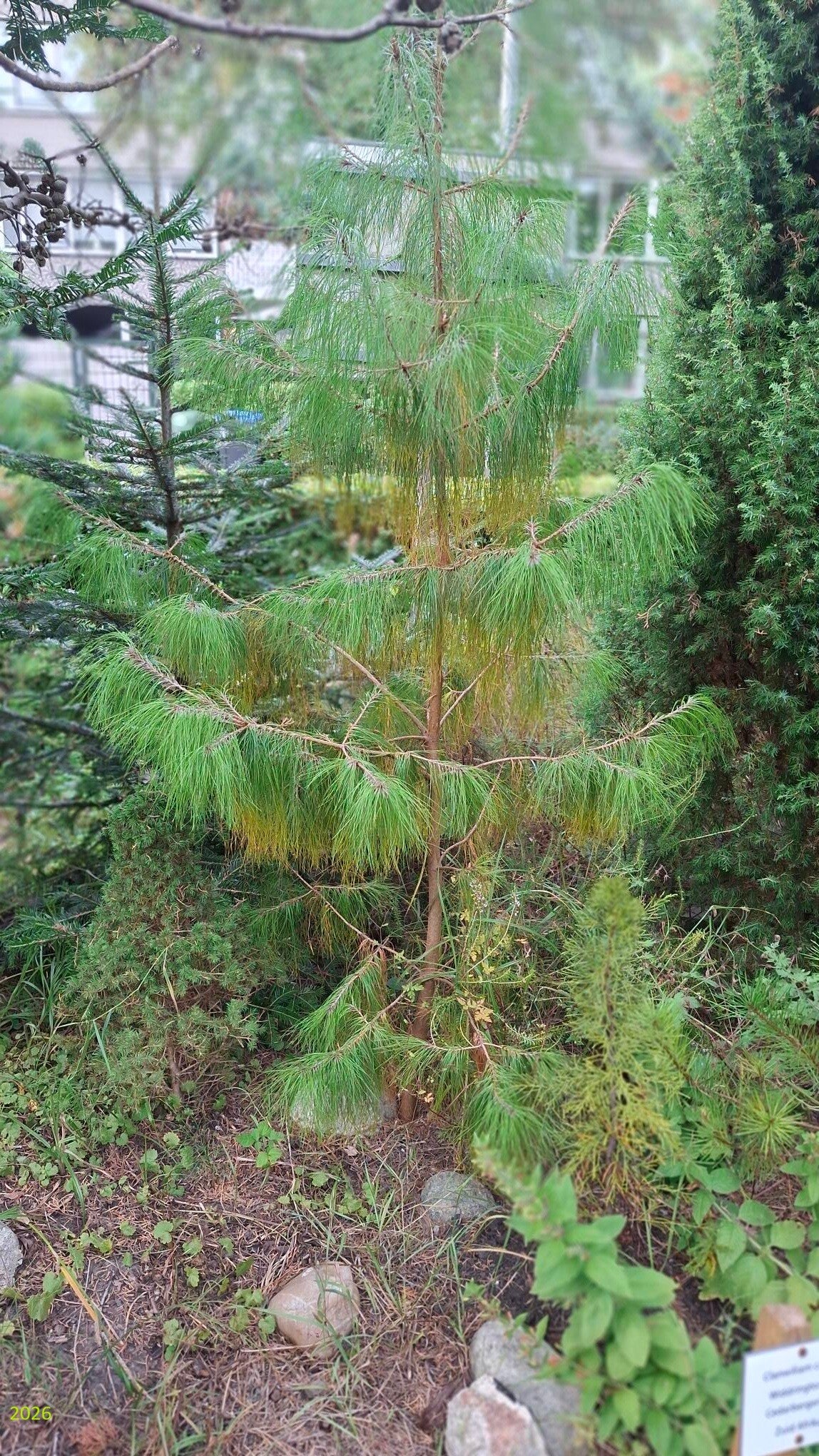 Pinus petula – mexicaanse treurden