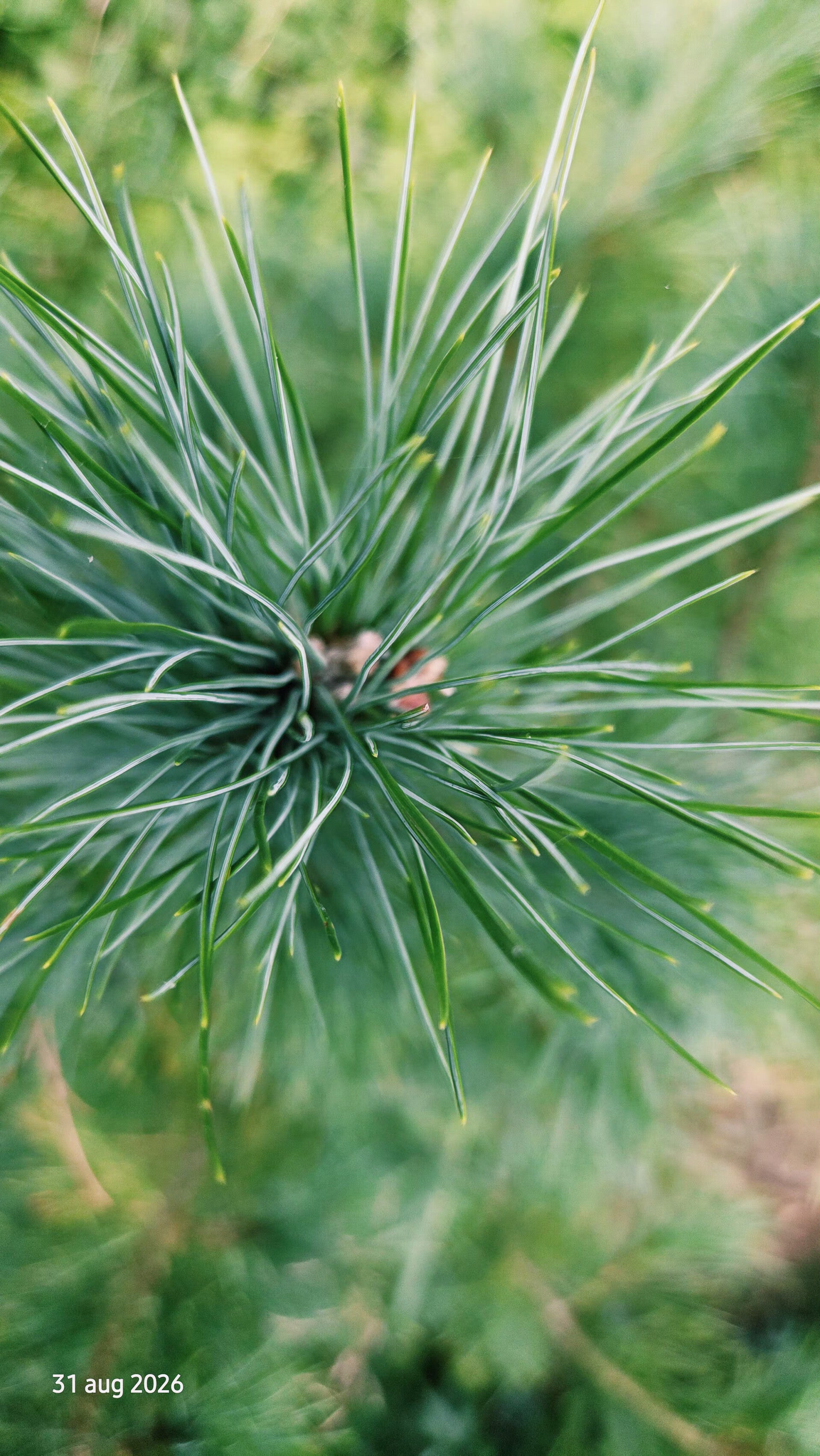 Pinus peuce – Macedonische den