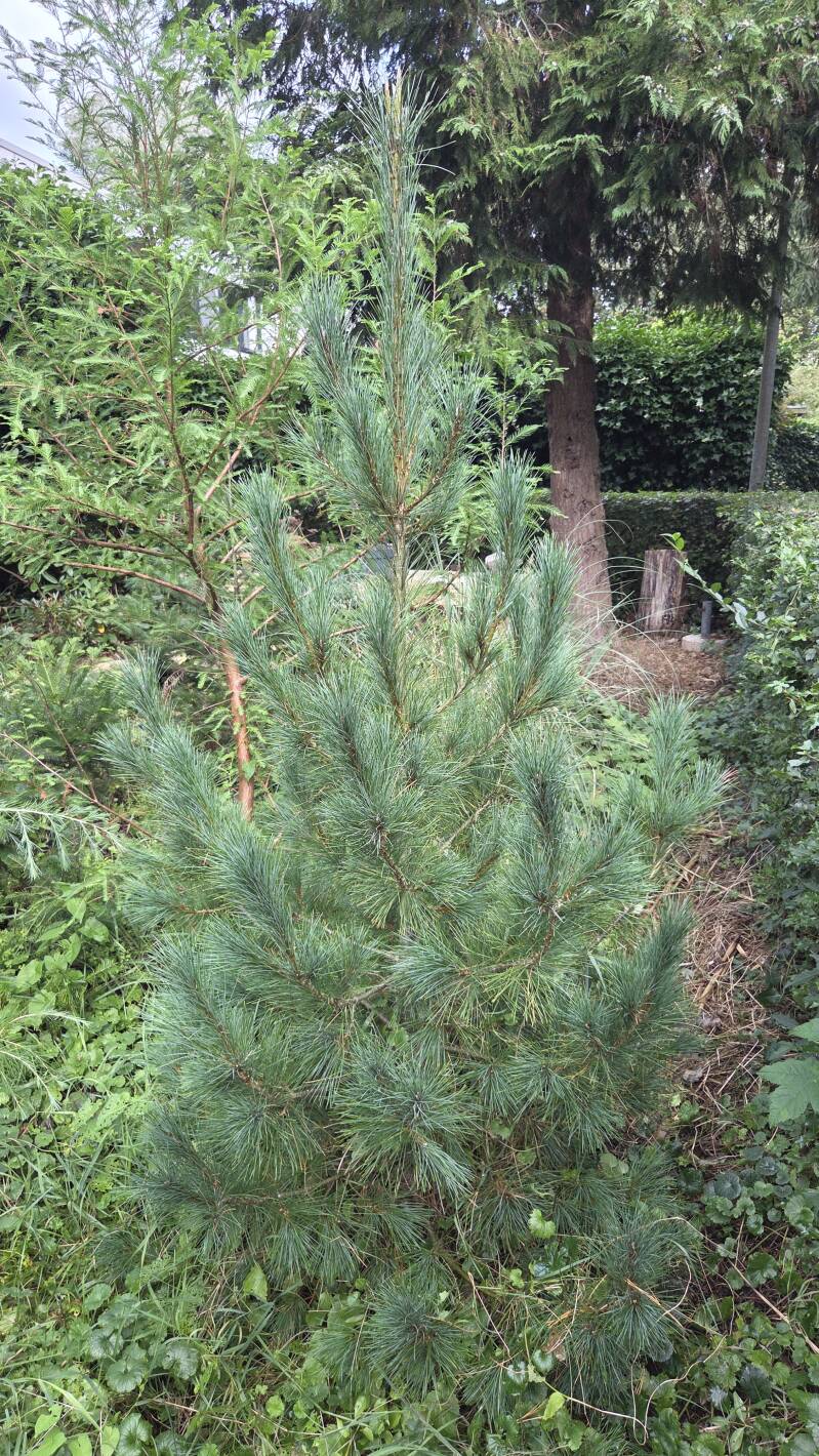 Pinus peuce – Macedonische den