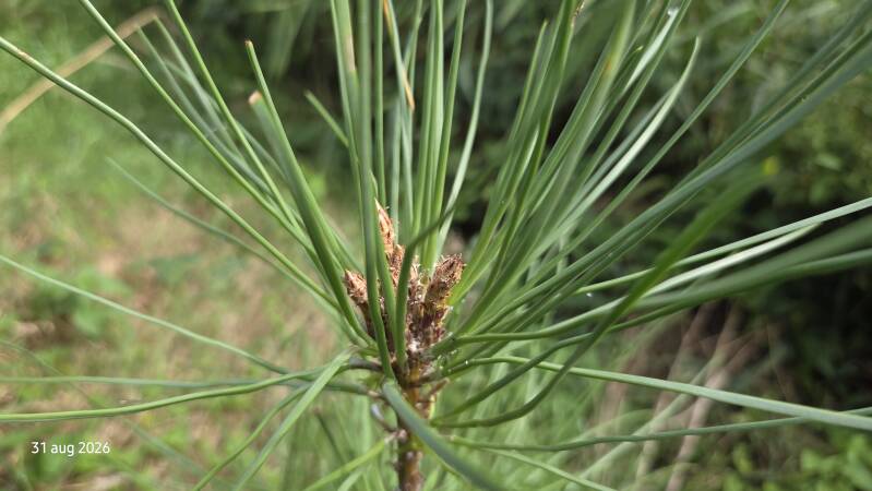 Pinus pinaster - zee den