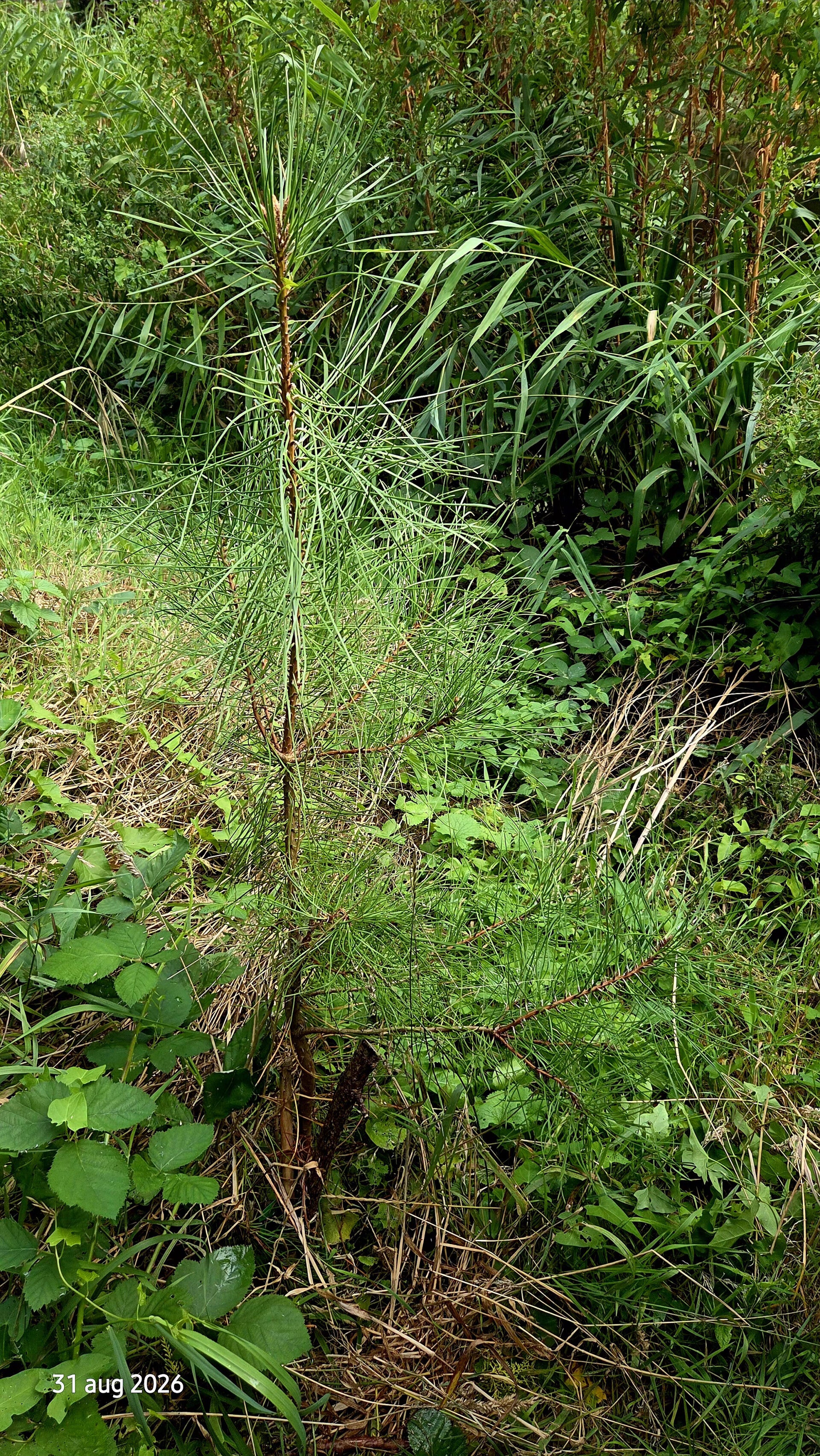 Pinus pinaster - zee den