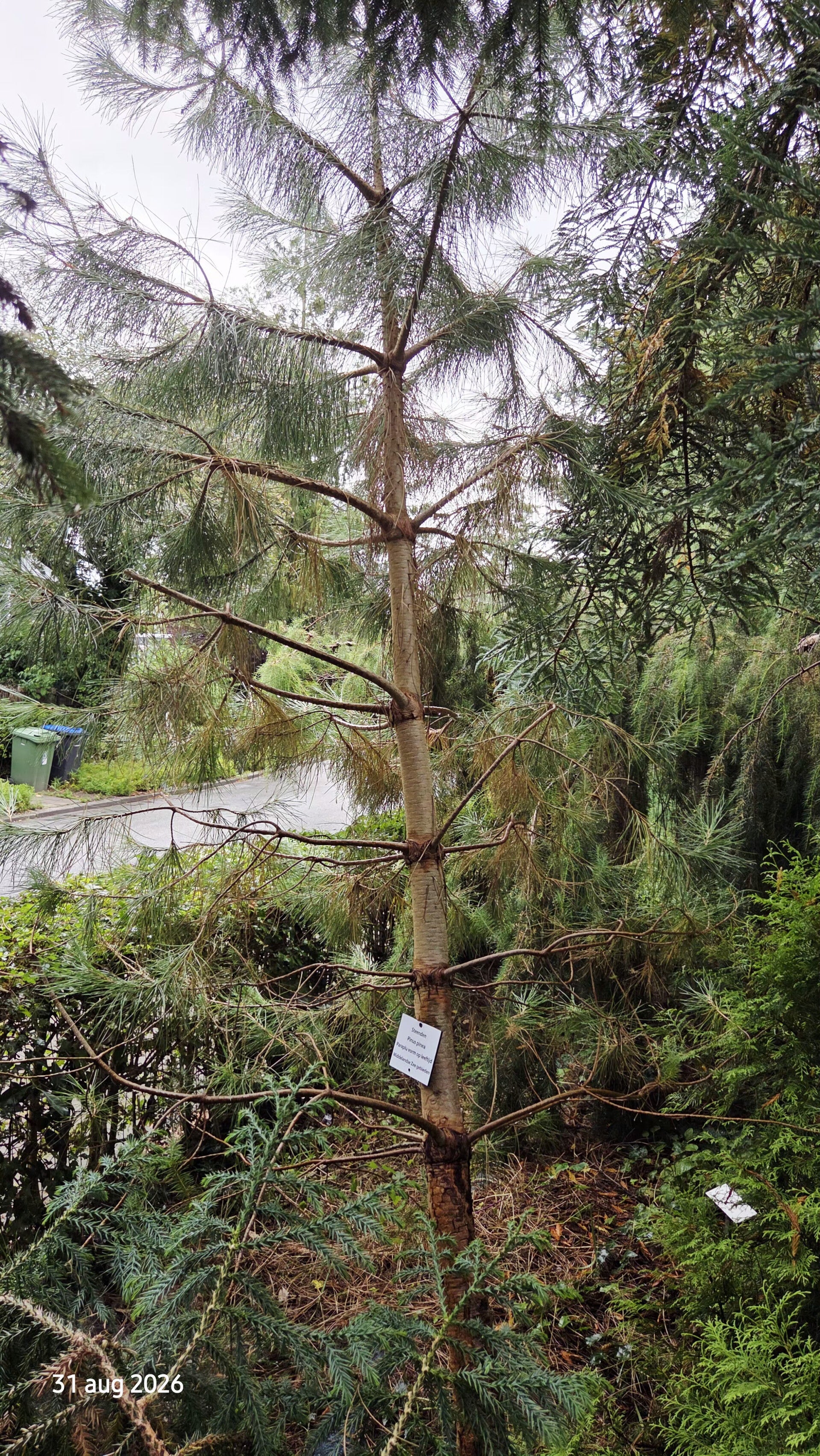 Pinus pinea – parasolden