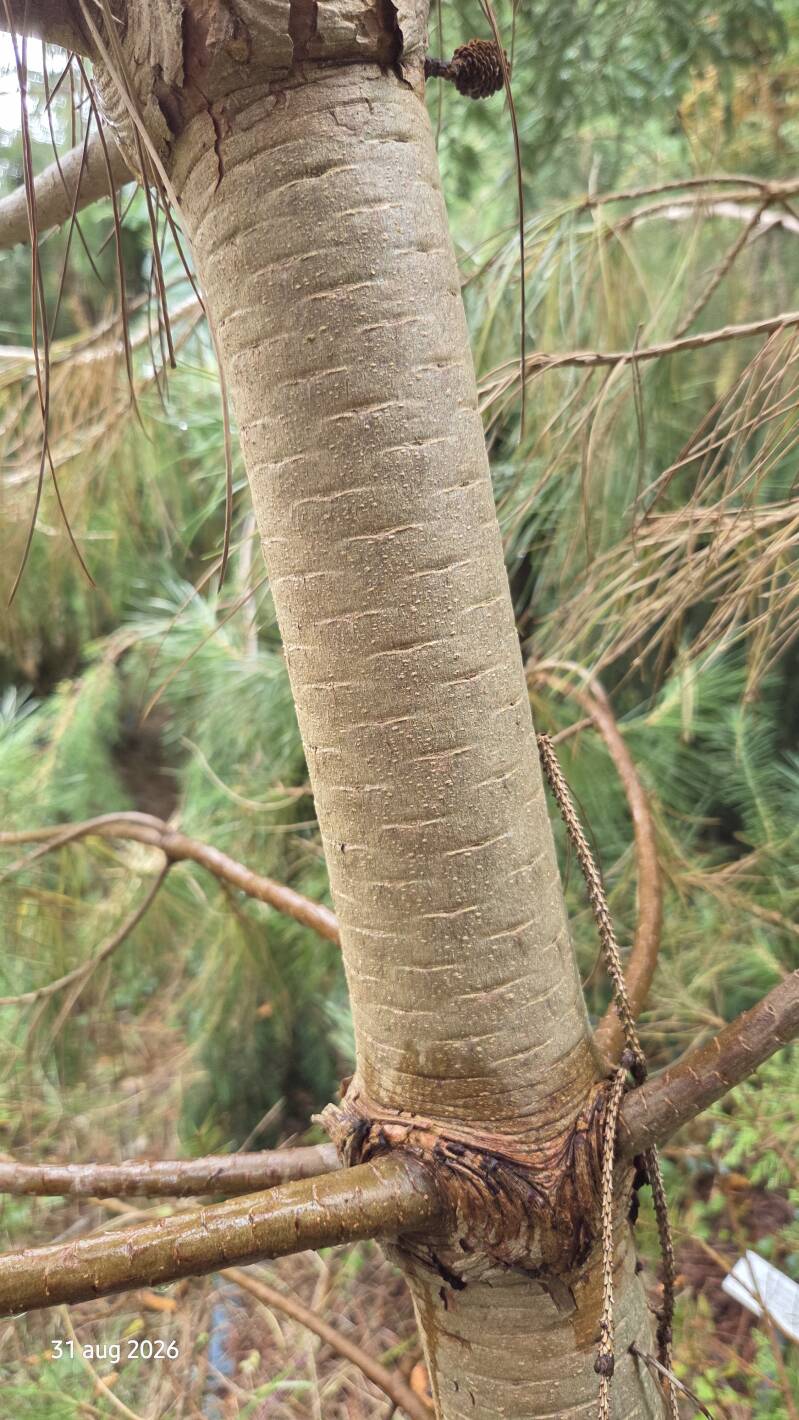 Pinus pinea – parasolden