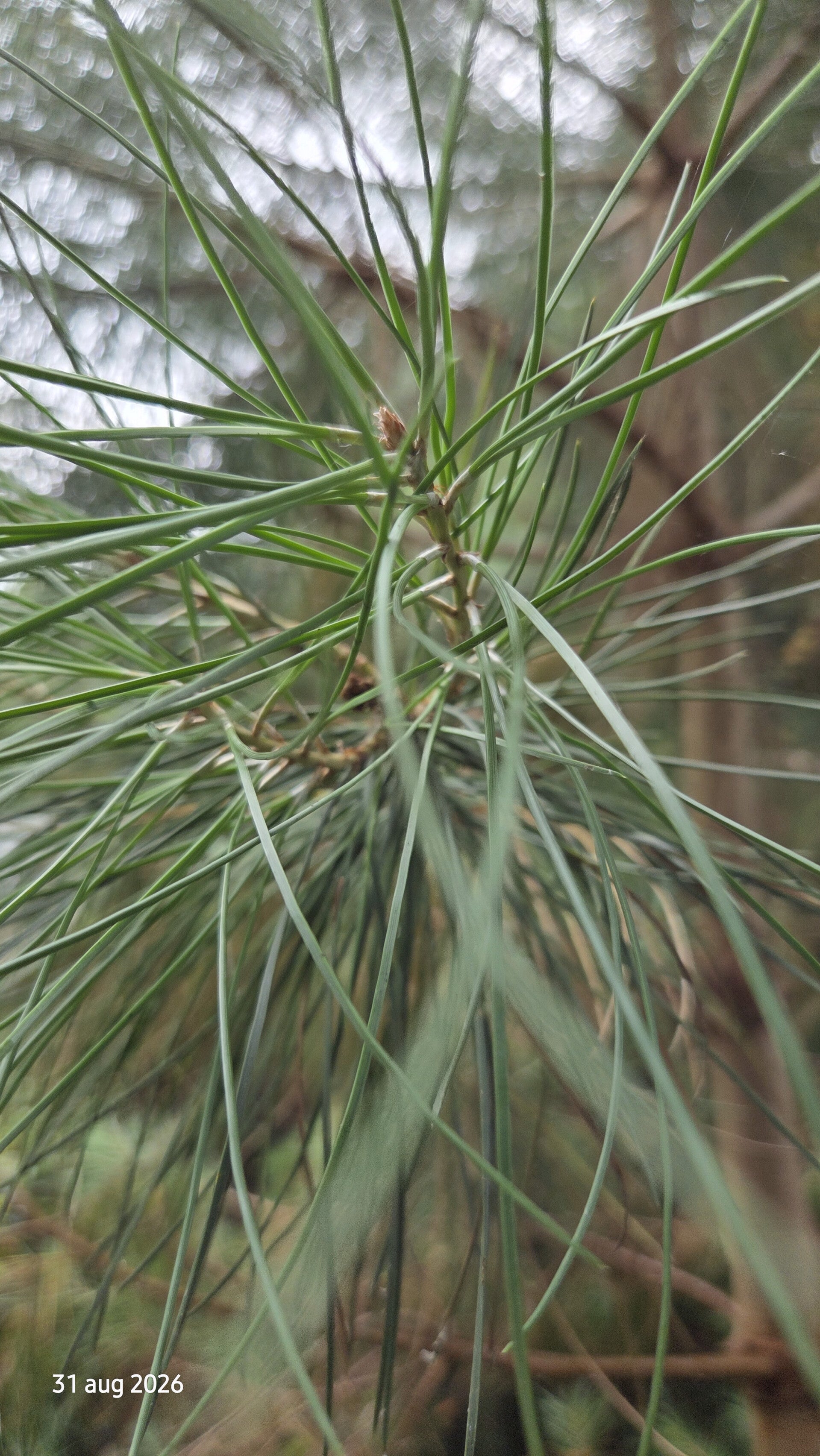 Pinus pinea – parasolden