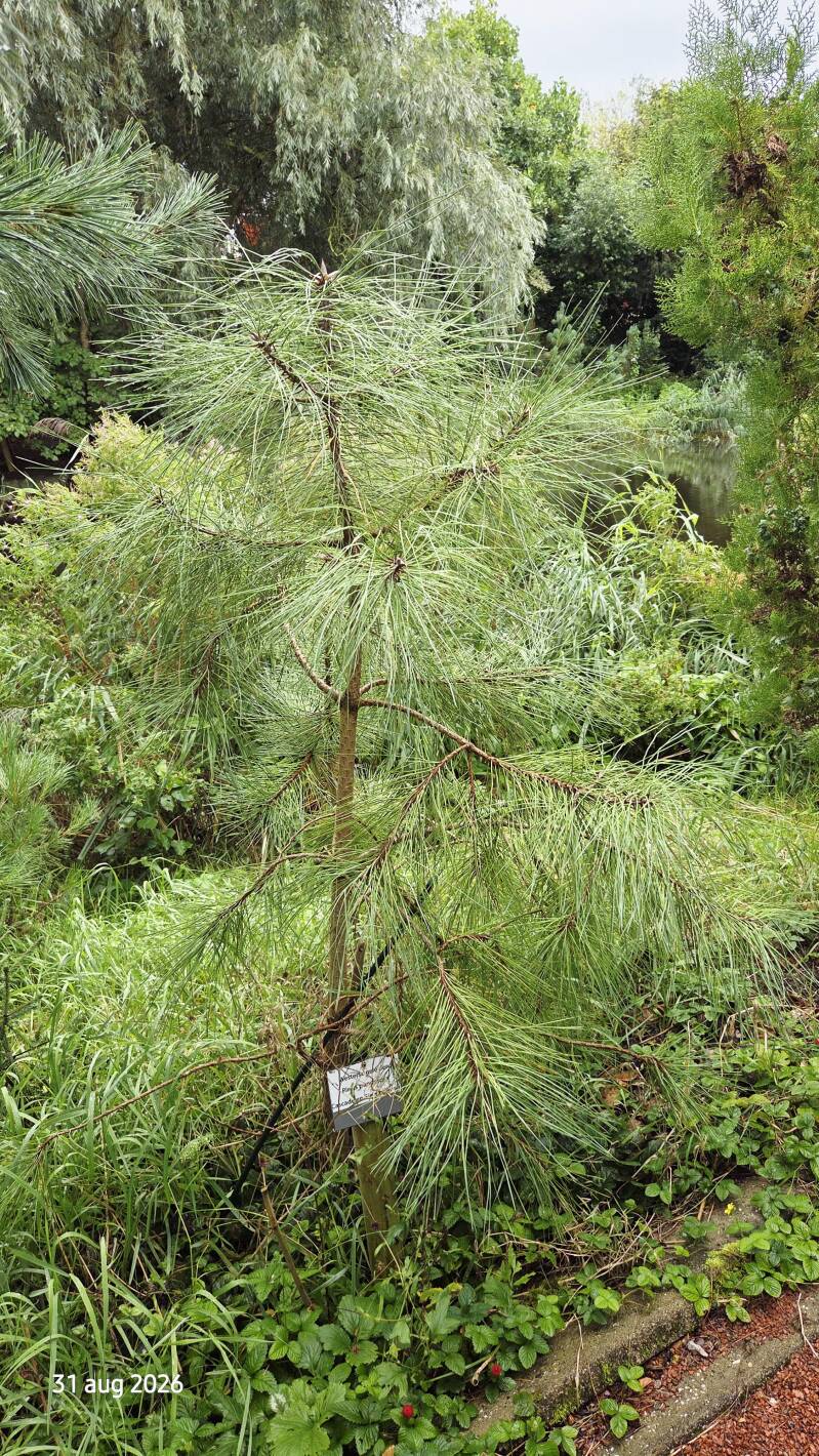 Pinus ponderosa – Ponderosaden