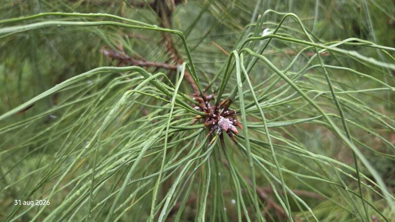 Pinus ponderosa – Ponderosaden