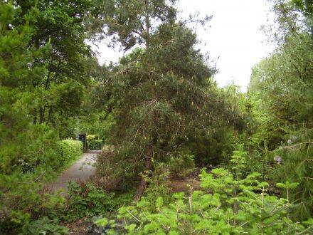 Pinus pungens – Tafelbergden