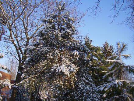 Pinus pungens – Tafelbergden