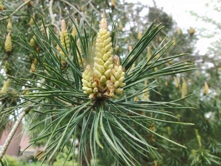 Pinus pungens – Tafelbergden