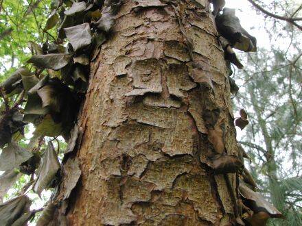 Pinus pungens – Tafelbergden