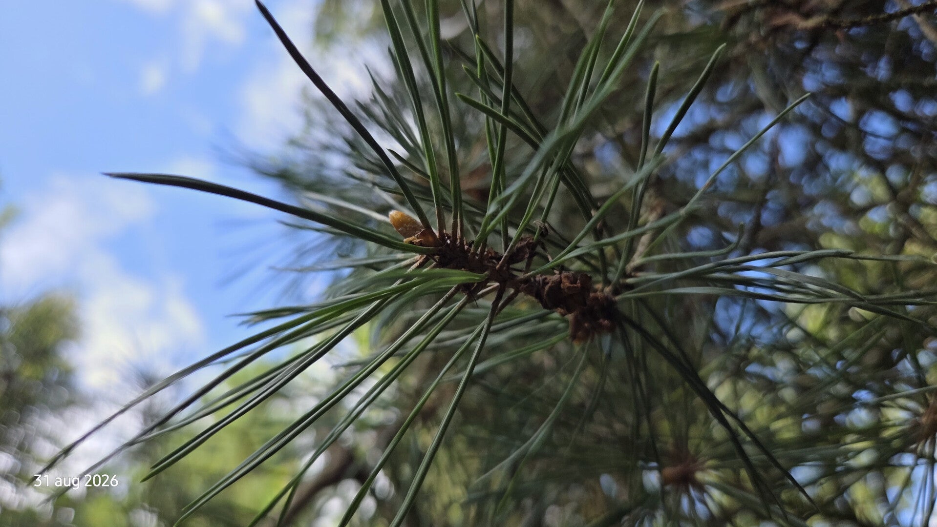 Pinus pungens – Tafelbergden