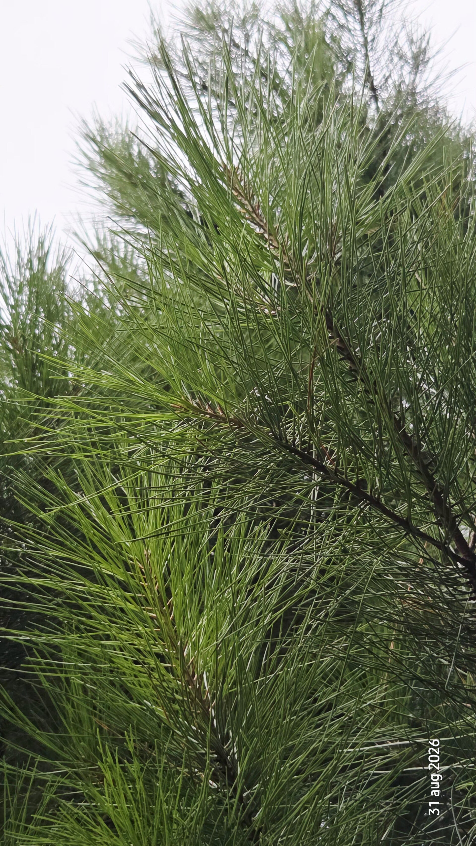 Pinus radiata – Montereyden