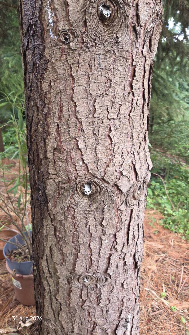 Pinus radiata – Montereyden