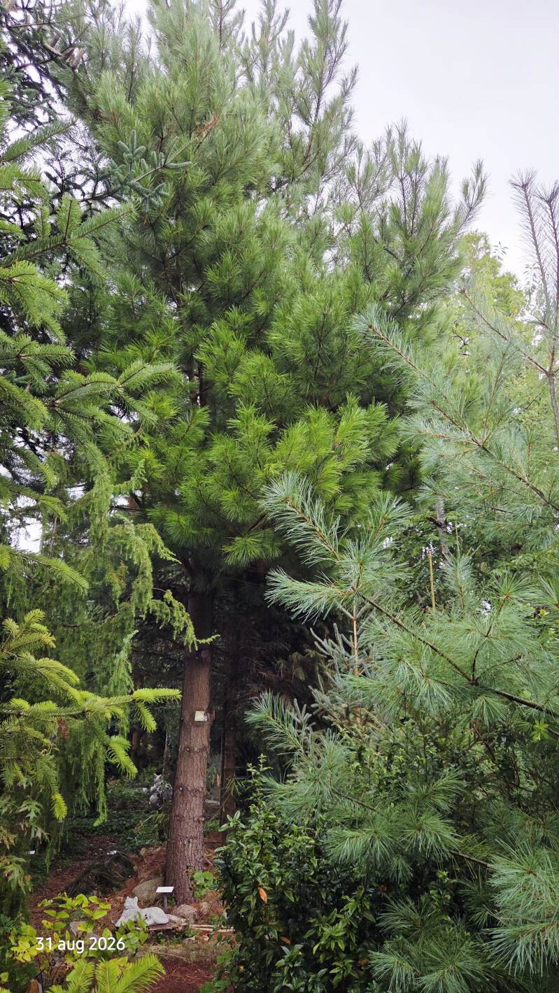 Pinus radiata – Montereyden