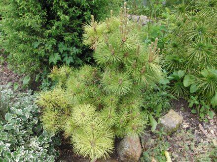 Pinus resinosa 'Nana' - rode den