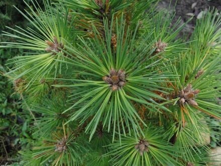 Pinus resinosa - rode den