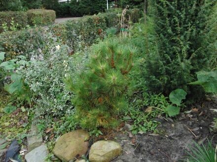 Pinus resinosa 'Nana' - rode den