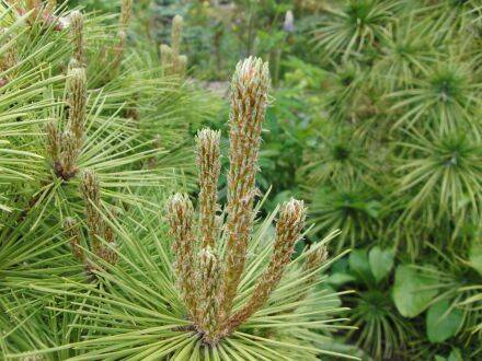 Pinus resinosa - rode den