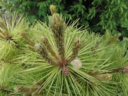 Pinus resinosa - rode den