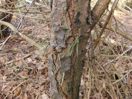 Pinus rigida – pekden