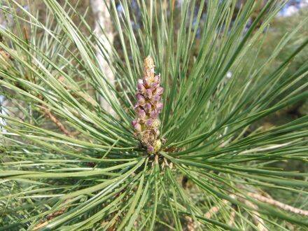 Pinus rigida – pekden