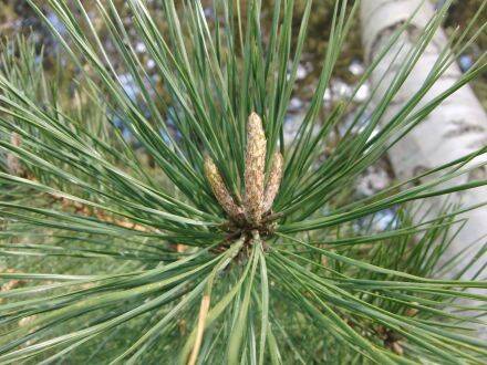 Pinus rigida – pekden