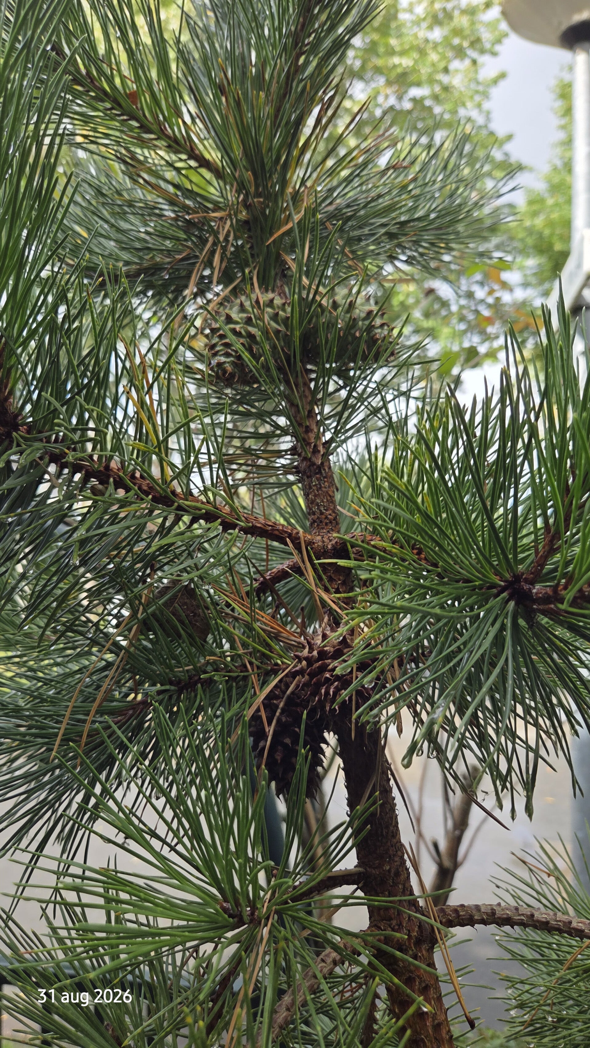 Pinus rigida – pekden